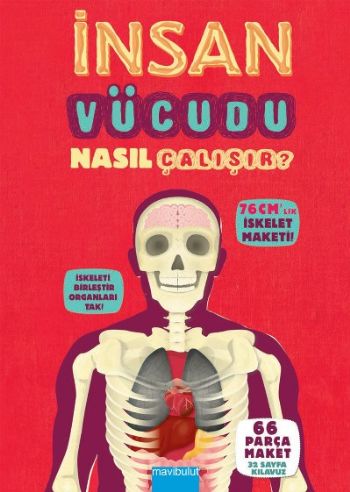 İnsan Vücudu Nasıl Çalışır